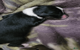 Australian Shepherd dogs for sale: Black And White - Image 2