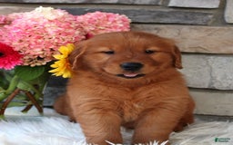 Golden Retriever dogs for sale: Jasper - Image 5