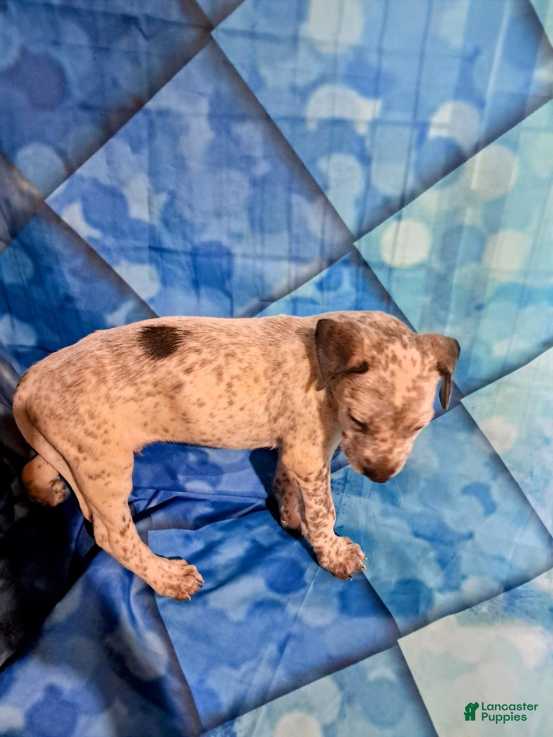 Dogo Argentino dogs for sale: Titan - Image 1