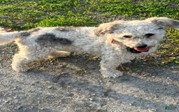 Bichon Frise dogs for sale: Bindi - Image 3