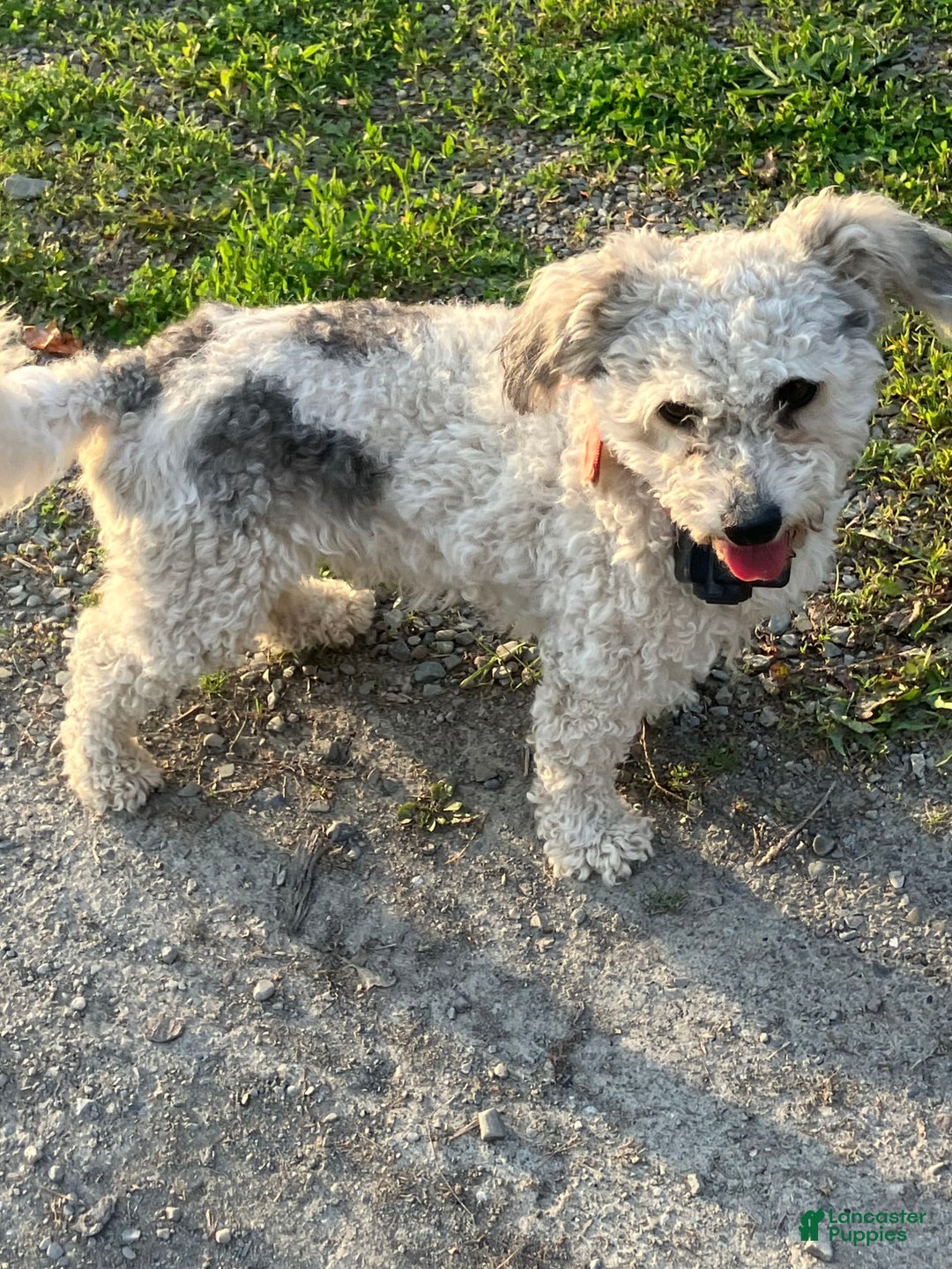 Bichon Frise dogs for sale: Bindi - Image 3