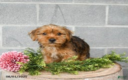 Shorkie dogs for sale: Bud - Image 3