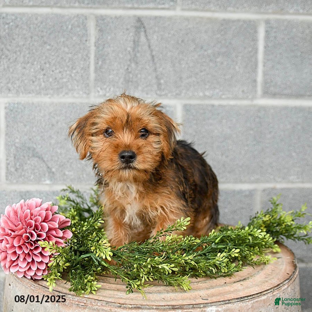 Shorkie dogs for sale: Bud - Image 3