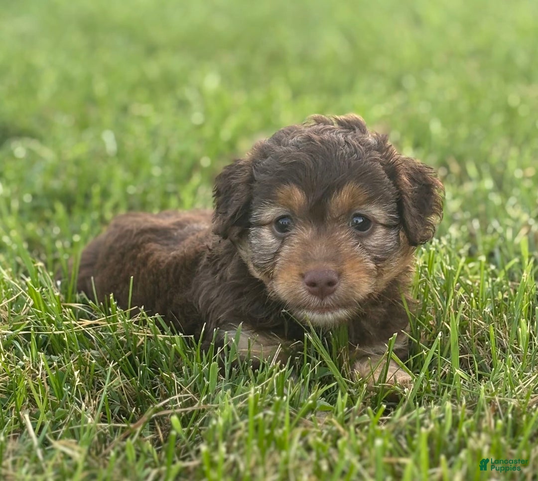 Aussiedoodle dogs for sale: Carter - Image 3