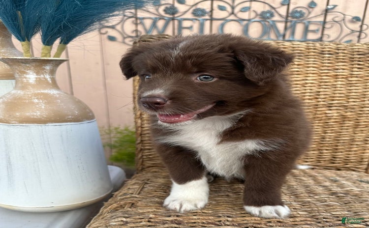 American Bully dogs for sale - Ad 2