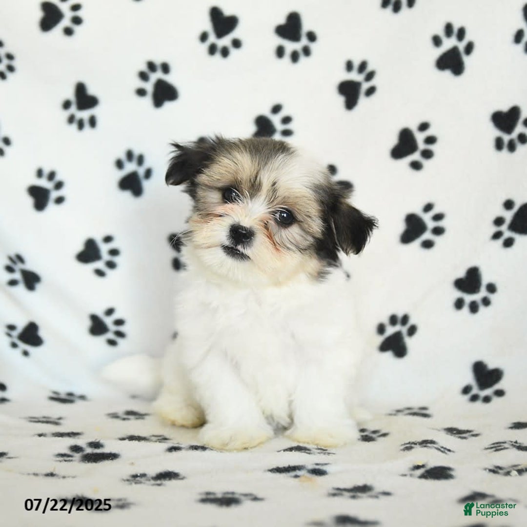 Shorkie dogs for sale: Karl - Image 2
