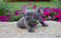 French Bulldog dogs for sale: Quinn - Image 5