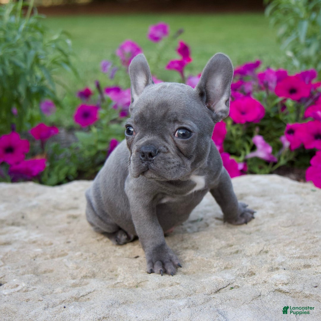 French Bulldog dogs for sale: Quinn - Image 5