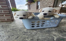 Labrador Retriever dogs for sale: Sadie - Image 4