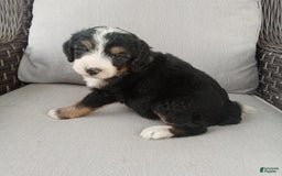 Bernedoodle dogs for sale: Annabelle - Image 7