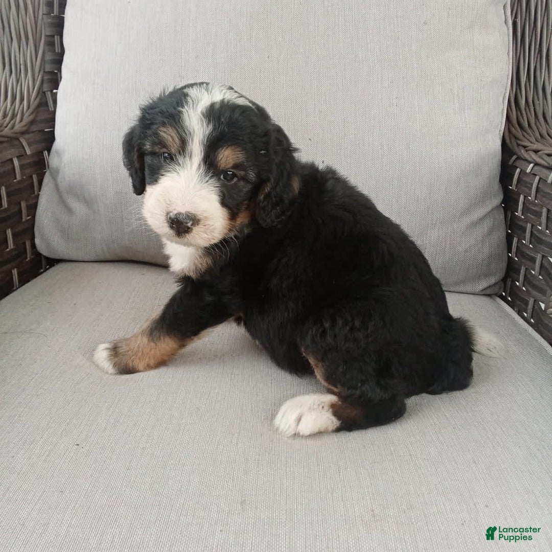 Bernedoodle dogs for sale: Annabelle - Image 7