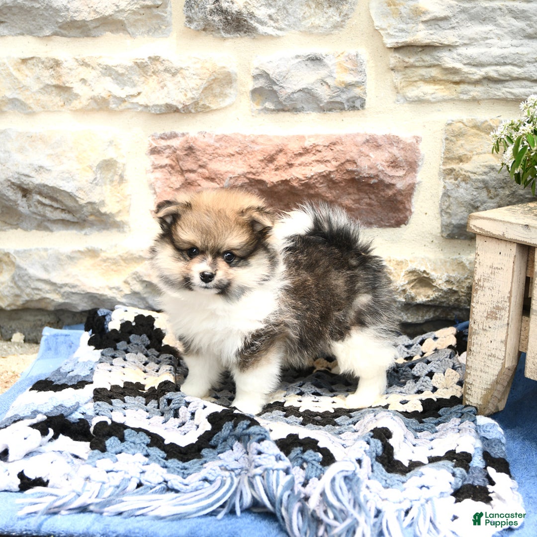 Pomeranian dogs for sale: Charlie - Image 3