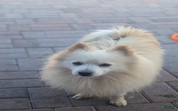 Pomeranian dogs for sale: Bear - Image 5