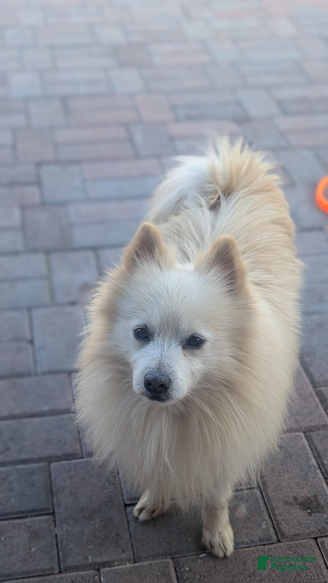 Pomeranian dogs for sale: Bear - Image 5