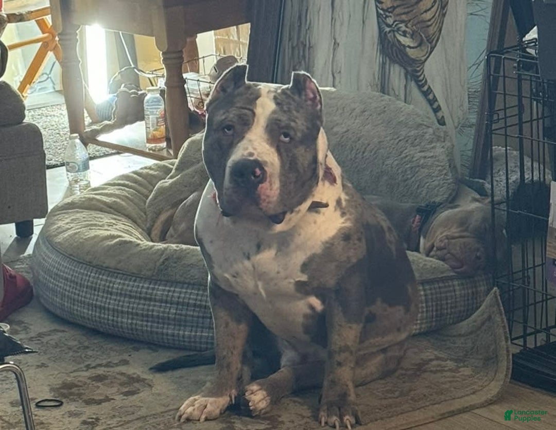 American Bully dogs for sale: Dozer - Image 13