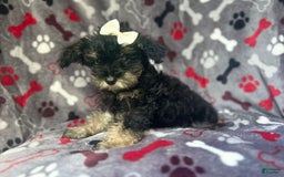 Miniature Schnauzer dogs for sale: Lilo - Image 2