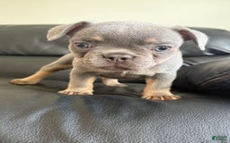 French Bulldog dogs for sale: Becky - Image 2