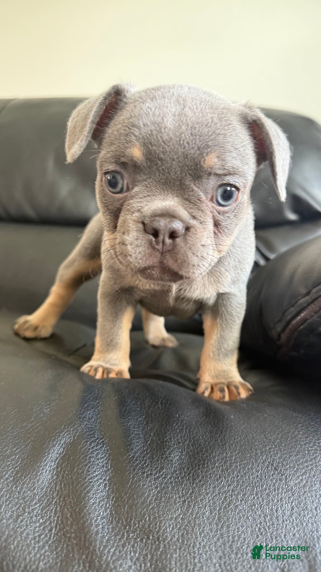 French Bulldog dogs for sale: Becky - Image 2
