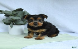 Yorkshire Terrier dogs for sale: Echo - Image 4