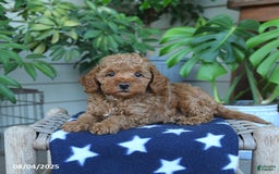 Miniature Poodle dogs for sale: Windson - Image 4