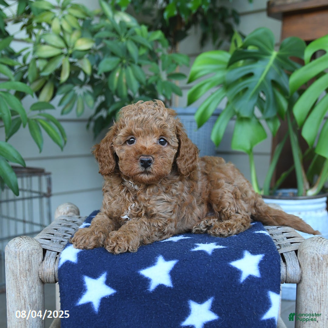 Miniature Poodle dogs for sale: Windson - Image 4