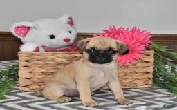 Pug dogs for sale: Sweetie - Image 1
