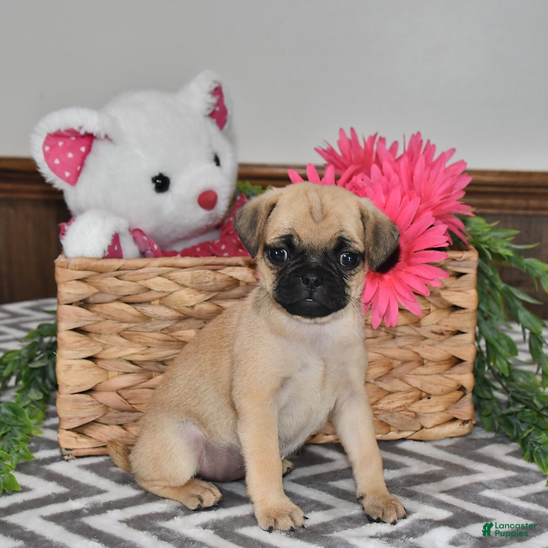 Pug dogs for sale: Sweetie - Image 1