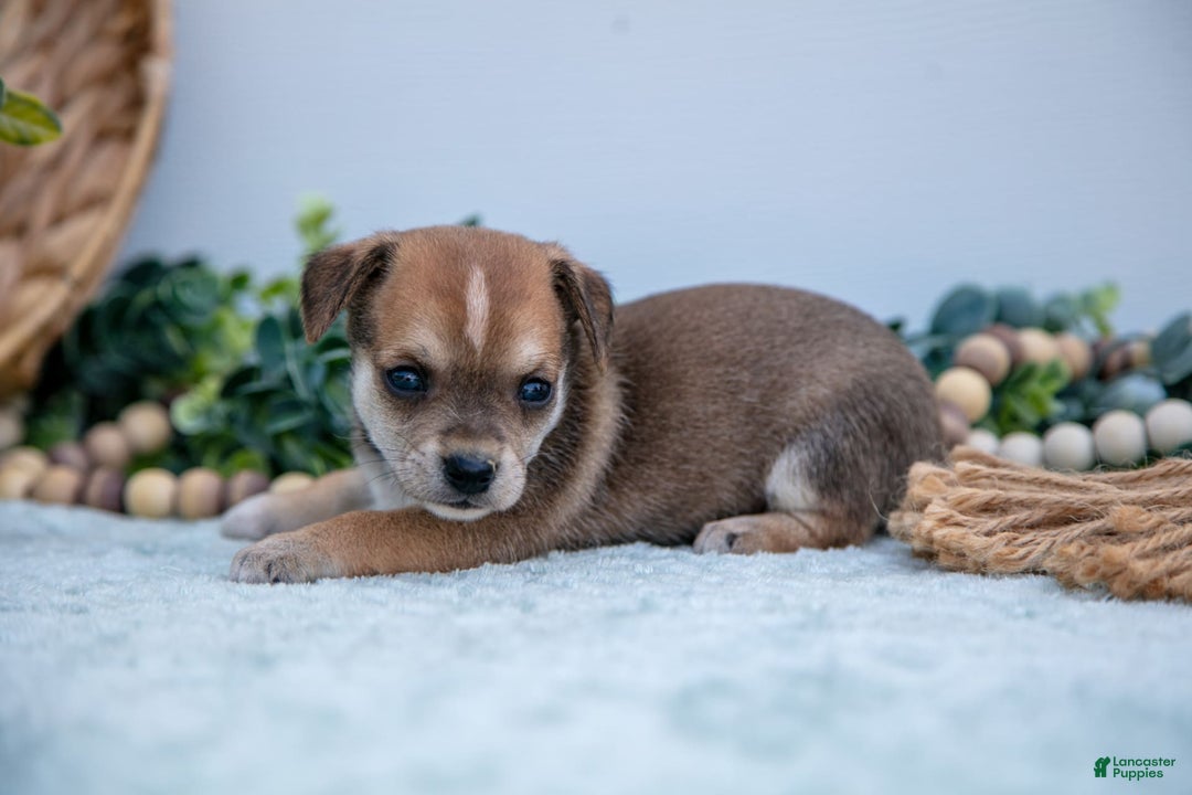 Chihuahua dogs for sale: Noggin - Image 1