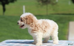 Maltipoo dogs for sale: Charlier - Image 2