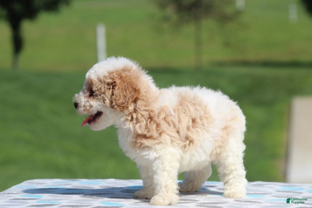Maltipoo dogs for sale: Charlier - Image 2