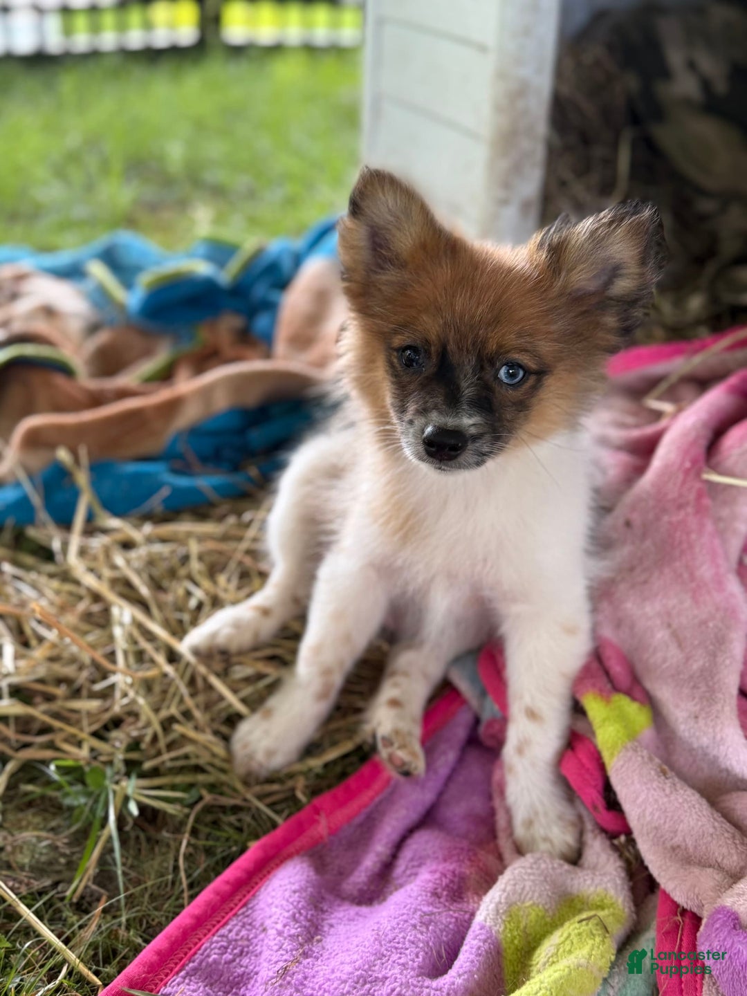 Pomeranian dogs for sale: Bluey - Image 4