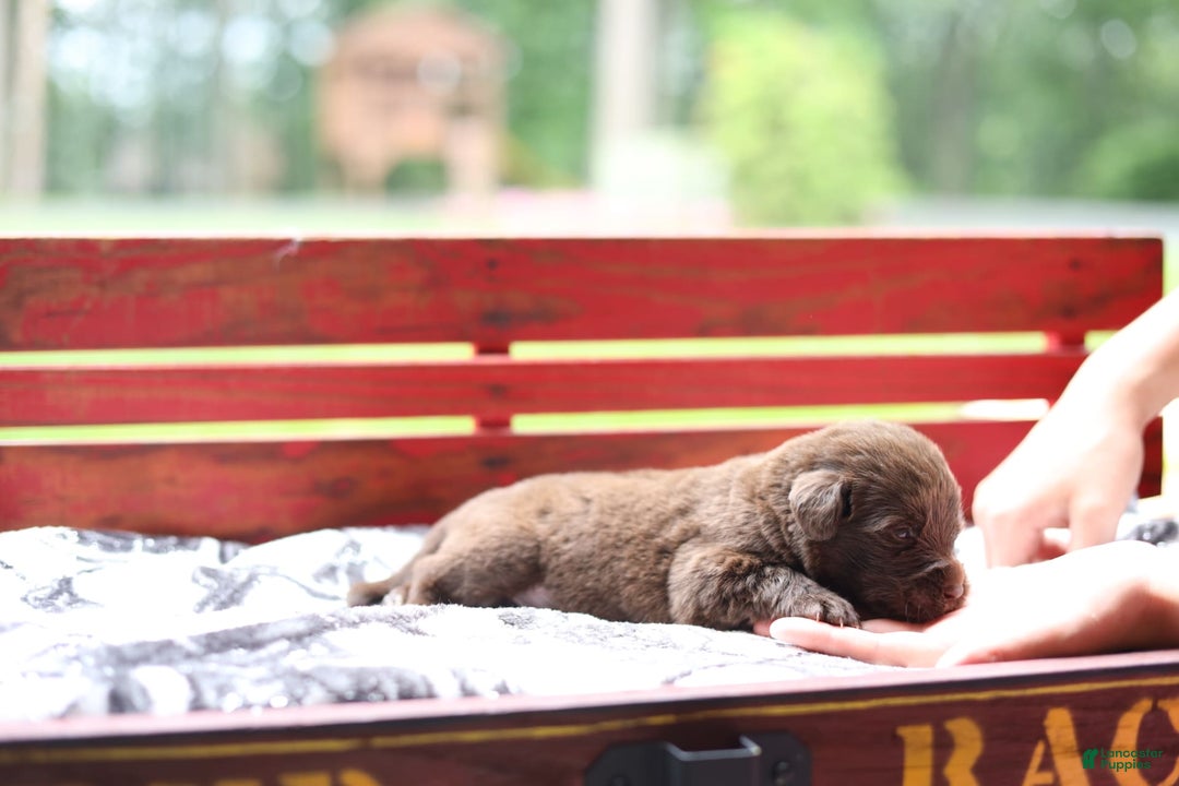 Newfoundland dogs for sale: Bella - Image 9