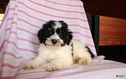 Cockapoo dogs for sale: Timmy - Image 5
