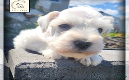 Miniature Schnauzer dogs for sale: Herbert - Image 8