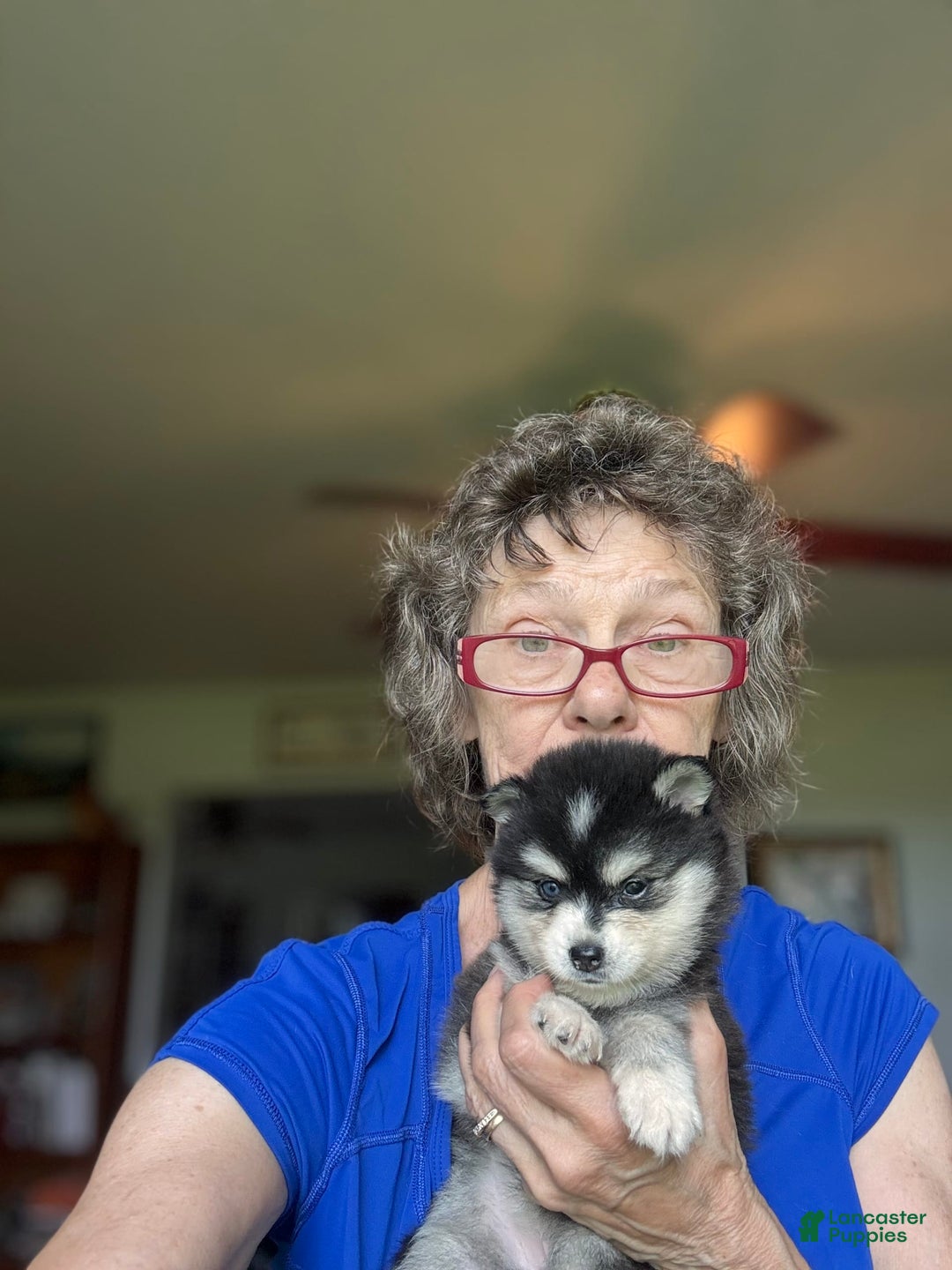 Alaskan Klee Kai dogs for sale: Kimmy - Image 3