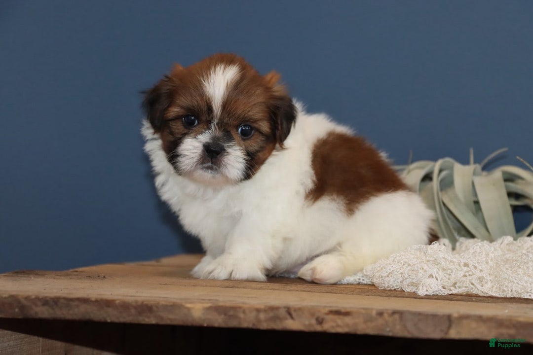 Shih Tzu dogs for sale: Leroy - Image 2