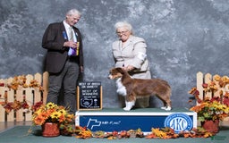 Australian Shepherd dogs for sale: Zella - Image 10