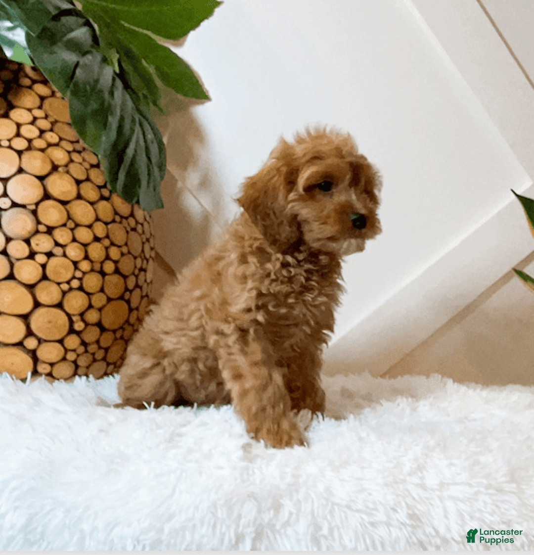 Cavapoo dogs for sale: Zariah - Image 3