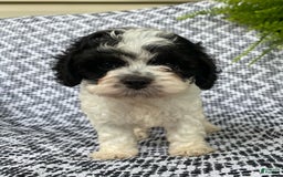 Cockapoo dogs for sale: Stella - Image 2