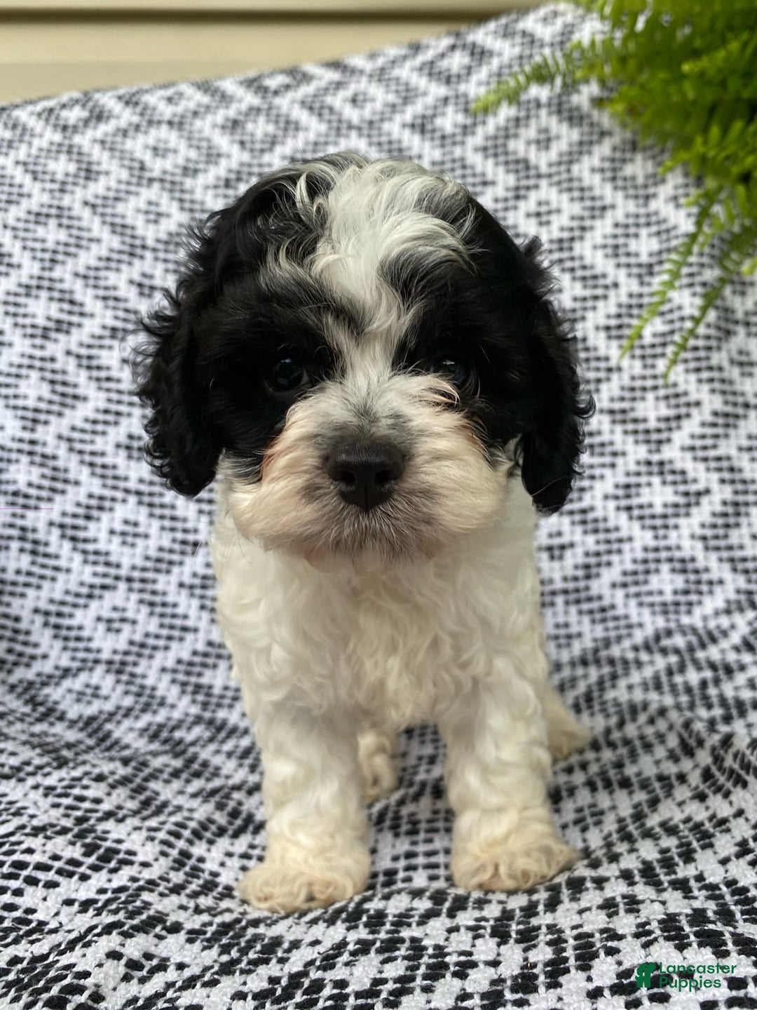 Cockapoo dogs for sale: Stella - Image 2