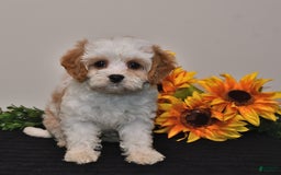 Cavapoo dogs for sale: Jade - Image 5