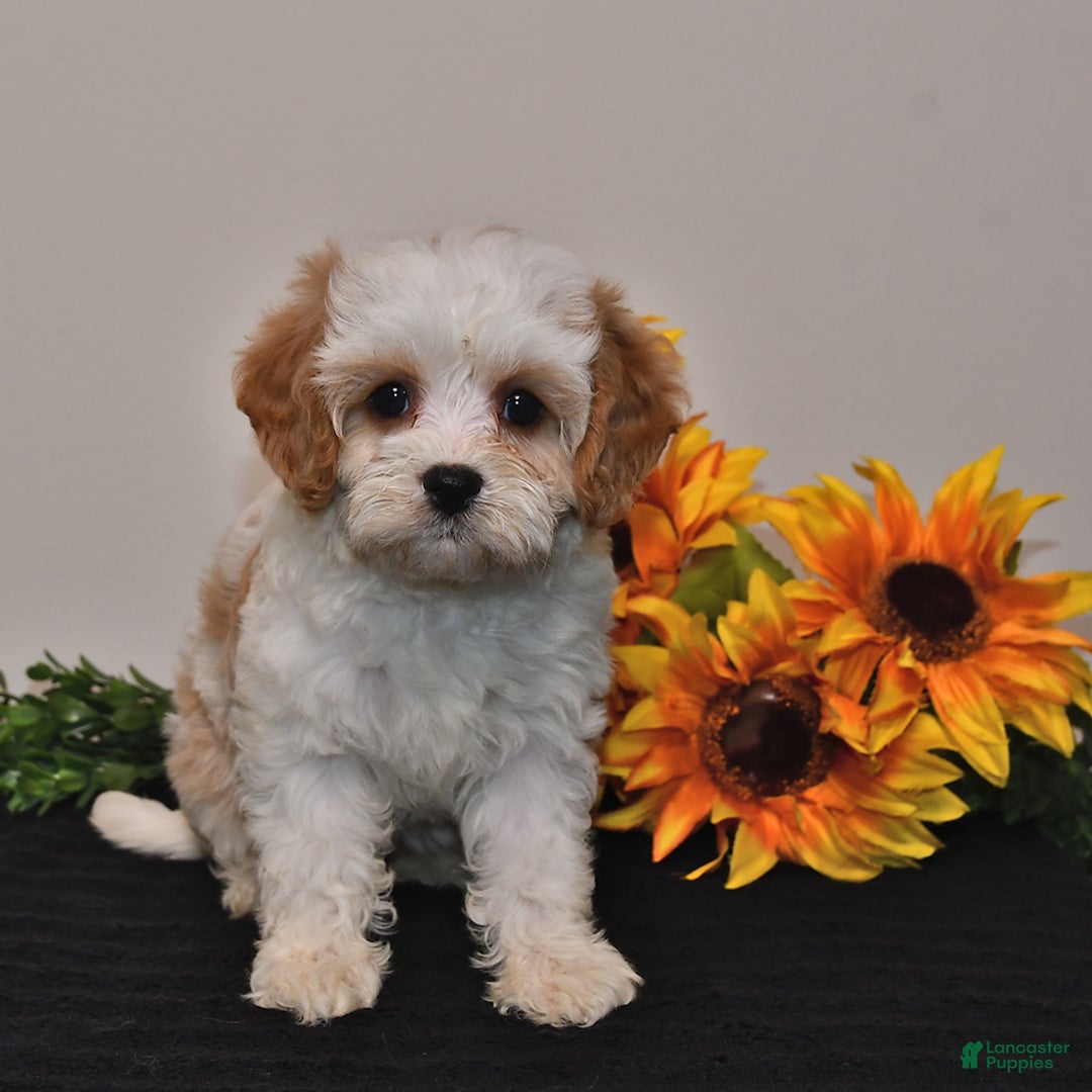 Cavapoo dogs for sale: Jade - Image 5