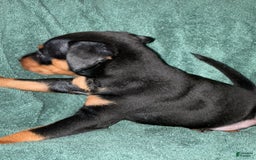 Miniature Pinscher dogs for sale: Onyx - Image 8