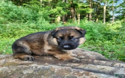 German Shepherd dogs for sale: Kaja - Image 16