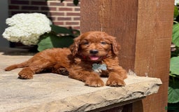 Goldendoodle dogs for sale: Charlie - Image 3