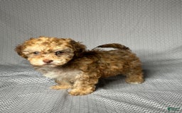 Havapoo dogs for sale: Brody - Image 2