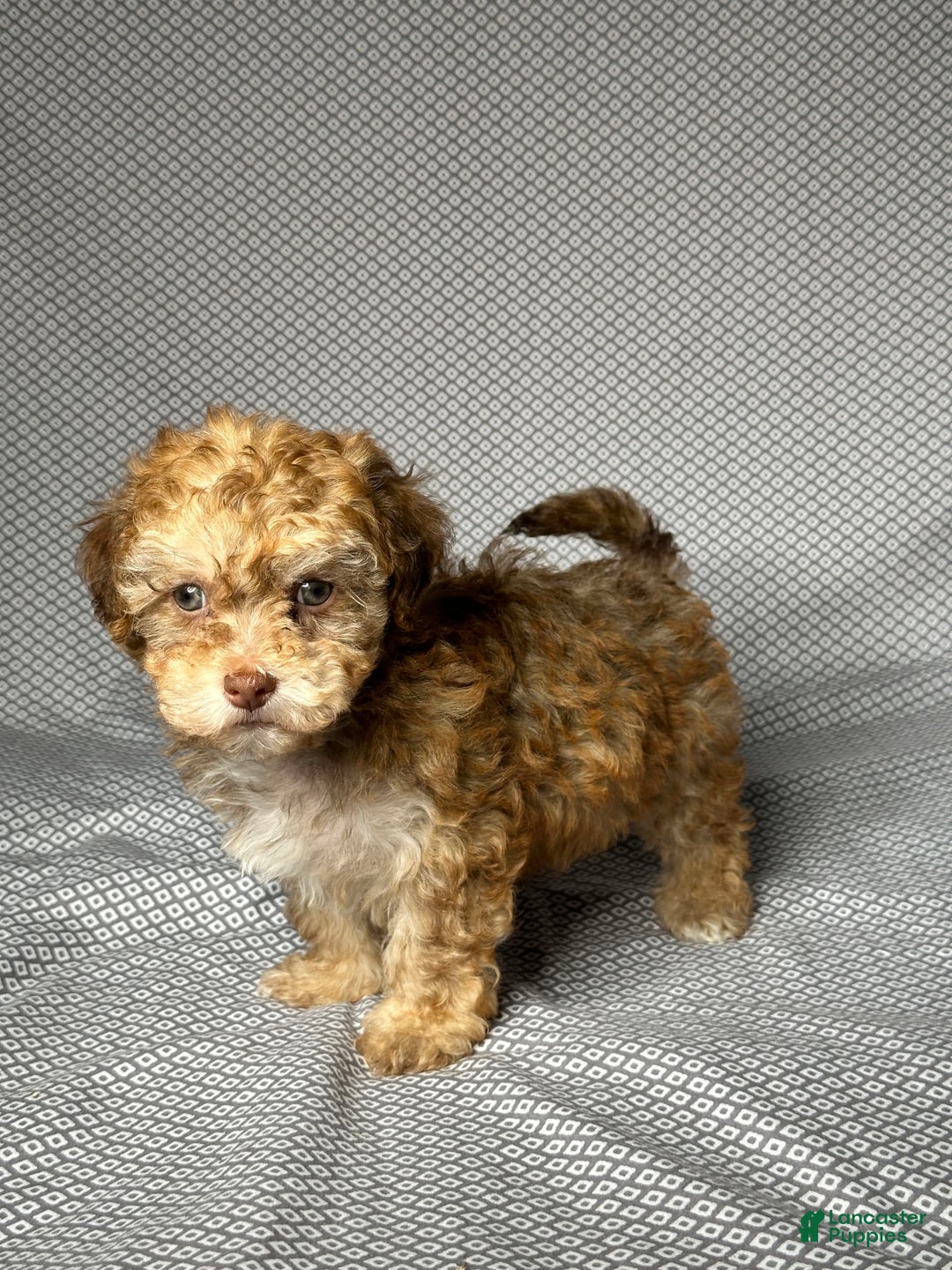 Havapoo dogs for sale: Brody - Image 2