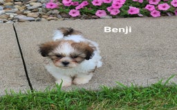 Teddy Bear dogs for sale: Benji - Image 2