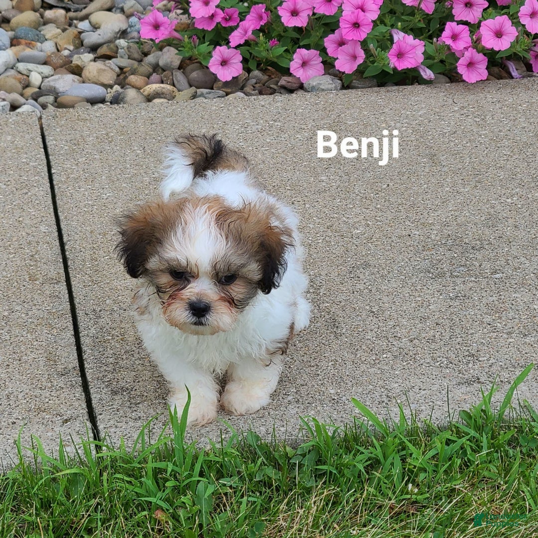 Teddy Bear dogs for sale: Benji - Image 2
