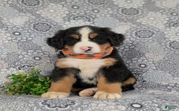 Bernese Mountain Dog dogs for sale: Fletcher - Image 8